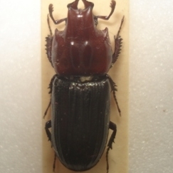 FOR SALE, Rare Lucanidae