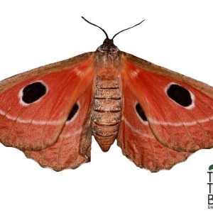 FOR SALE, Pupae from Kenya - 10 species available