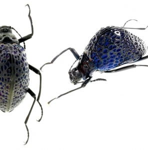 EBAY, Erotylidae Cuphotes sp Peru