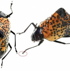 EBAY, Erotylidae Cuphotes sp Peru