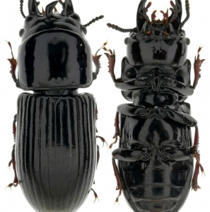 EBAY, Tenebrionidae sp Peru