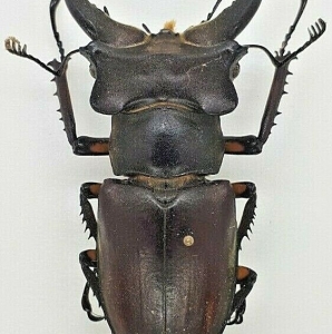 EBAY, +++  LUCANUS CANTORI CANTORI, India +++