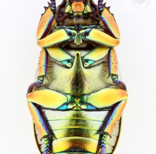 EBAY, CHRYSINA CHRYSARGYREA, ORANGE METALLIC.