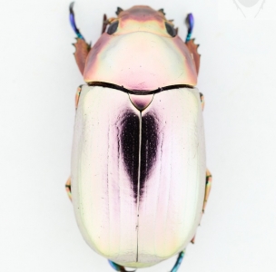 EBAY, CHRYSINA CHRYSARGYREA, SOFT PINK