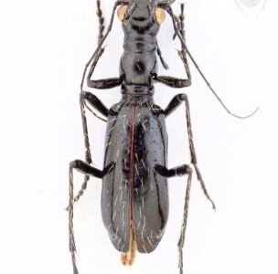 EBAY, CICINDELIDAE FROM DARIEN, 