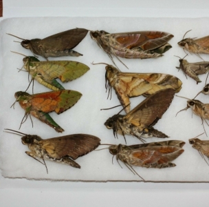 EBAY, Sphingidae sp 13pcs Cameroon