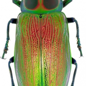 EBAY, Buprestidae Euchroma gigantea 52 mm Peru