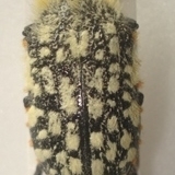 FOR SALE, Buprestidae World