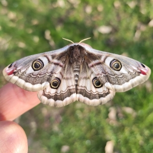 FOR SALE, Saturnia pavonia eggs