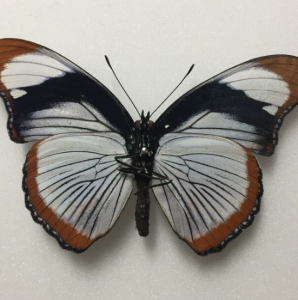 FOR SALE, Butterflies for sale