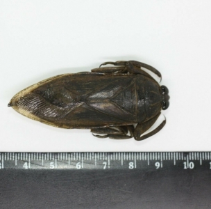 EBAY, Hemiptera Belostomatidae sp CAMEROUN