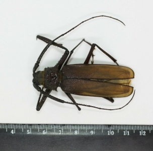 EBAY,  Prioninae Macrotoma gracilipes M CAMEROUN
