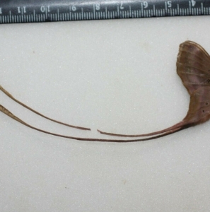 EBAY, Saturniidae Eudaemonia trogophylla Cameroon
