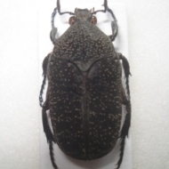 FOR SALE, Cetonidae world