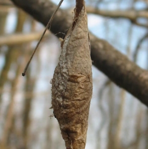 WANT TO BUY, Promethia and regal moth pupa