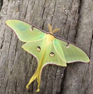 FOR SALE, Actias Luna 