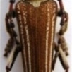 FOR SALE, Cerambycidae of Palaearct
