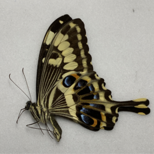 FOR SALE, Butterflies for sale from Uganda/Tanzania