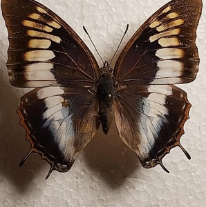 EBAY, rare charaxes from guinea