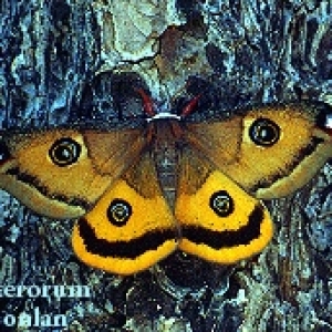 FOR SALE, Saturnia walterorum eggs