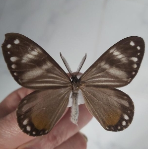 FOR SALE, rare otroeda nerina