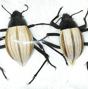 FOR SALE, Nice Onymacris from Namibia