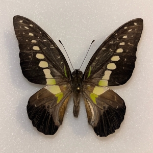 FOR SALE, Rare localities, hybrids, aberrant specimens 