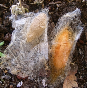 FOR SALE, Samia vesta (Samia ricini x Samia cynthia) eggs