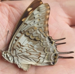 EBAY, charaxes and lycaenidae