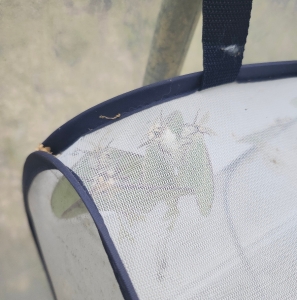 FOR SALE, Luna Moth Eggs $7/dz