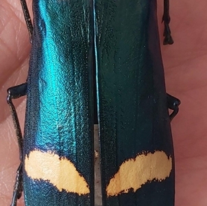 EBAY, rare megaloxantha