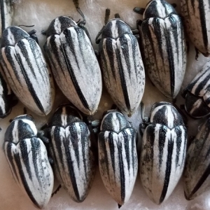 FOR SALE, Julodis cailliaudi