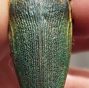 EBAY, buprestidae & cerambycidae