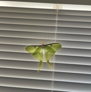 FOR SALE, LUNA MOTH COCOONS/EGGS