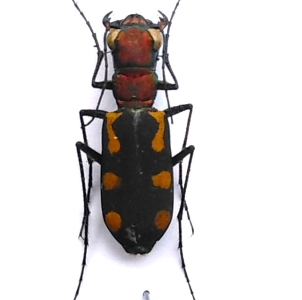 FOR SALE, Cicindelidae