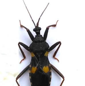 FOR SALE, Reduviidae