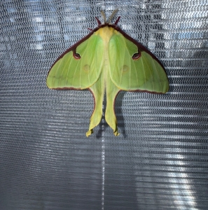 FOR SALE, Actias Luna Eggs