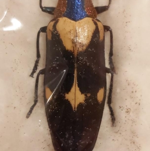 FOR SALE, rare form chrysochroa buqueti