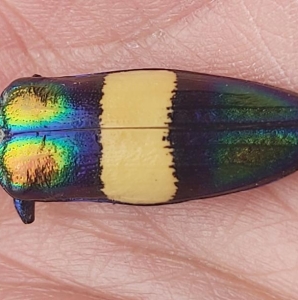 EBAY, beautifull and rare chrysochroa