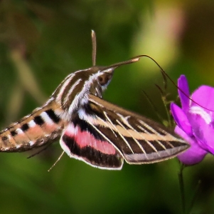 FOR SALE, WHITE LINED SPHINX MOTH EGGS & Tiger moth eggs