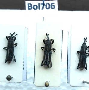 FOR SALE, Curculionidae