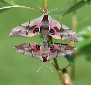 FOR SALE, Smerinthus ophthalmica eggs