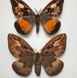 FOR SALE, Saturniidae CALLODIRPHIA ARPI pairs (BRAZIL)