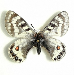 EBAY, + PARNASSIUS STENOSEMUS PENSI +
