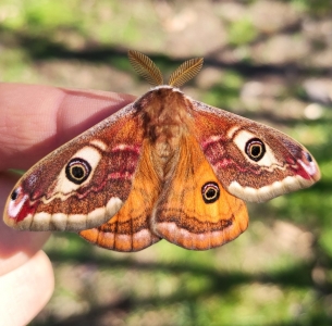FOR SALE, Saturnia pavoniella wild eggs