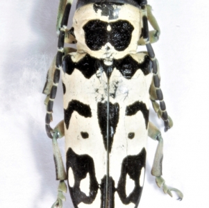 Tragocephala crassicornis , Madagascar