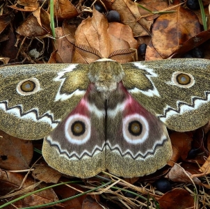 FOR SALE, Gonimbrasia tyrrhea, rare