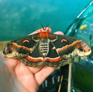 FOR SALE, Hyalophora cecropia eggs (F0)