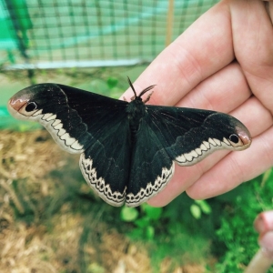 FOR SALE, Callosamia promethea eggs 