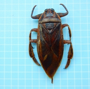 WANT TO BUY, Giant water bug